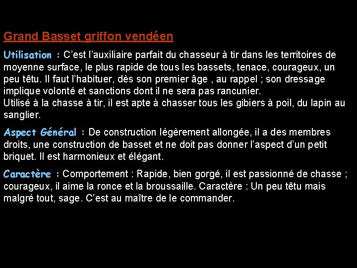 Grand Basset griffon vendéen Utilisation : C’est l’auxiliaire parfait du chasseur à tir dans