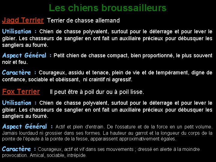 Les chiens broussailleurs Jagd Terrier de chasse allemand Utilisation : Chien de chasse polyvalent,