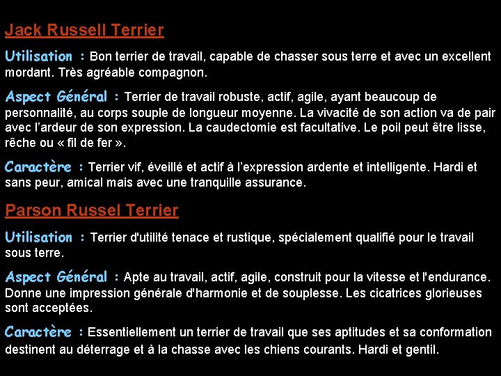 Jack Russell Terrier Utilisation : Bon terrier de travail, capable de chasser sous terre