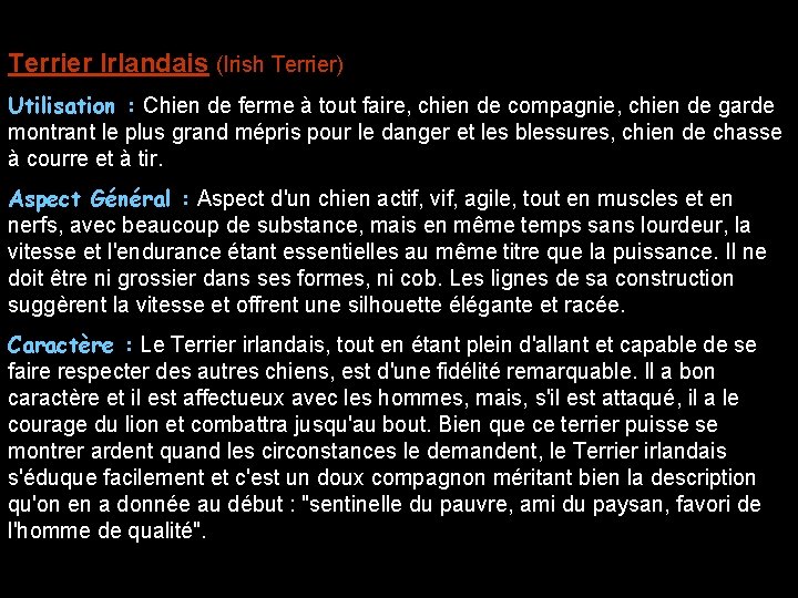 Terrier Irlandais (Irish Terrier) Utilisation : Chien de ferme à tout faire, chien de