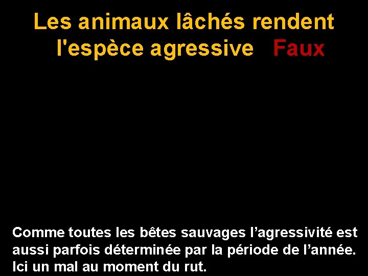 Les animaux lâchés rendent l'espèce agressive Faux Comme toutes les bêtes sauvages l’agressivité est