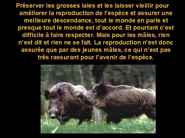 Préserver les grosses laies et les laisser vieillir pour améliorer la reproduction de l’espèce