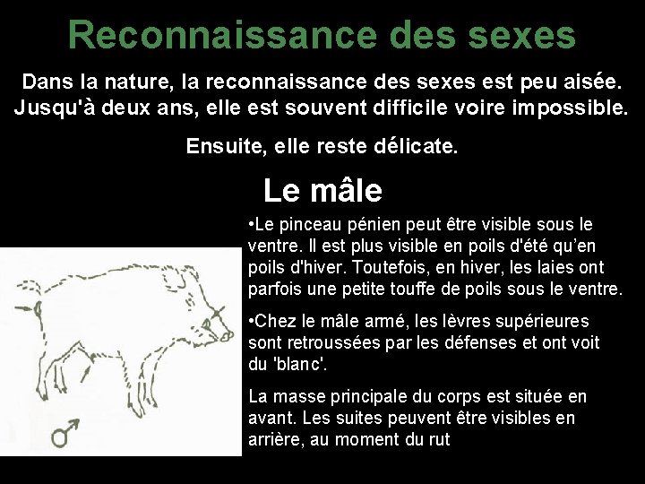 Reconnaissance des sexes Dans la nature, la reconnaissance des sexes est peu aisée. Jusqu'à