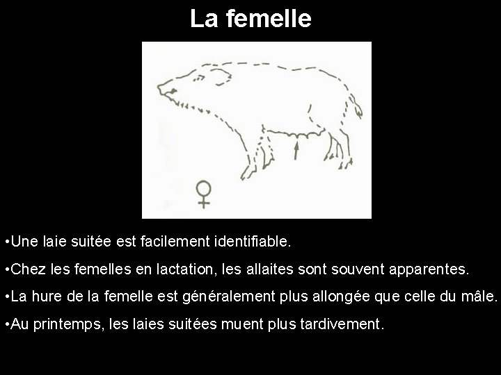 La femelle • Une laie suitée est facilement identifiable. • Chez les femelles en