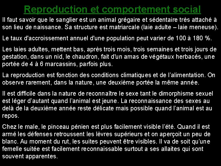 Reproduction et comportement social Il faut savoir que le sanglier est un animal grégaire