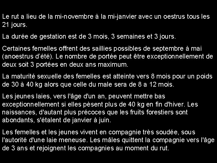 Le rut a lieu de la mi-novembre à la mi-janvier avec un oestrus tous