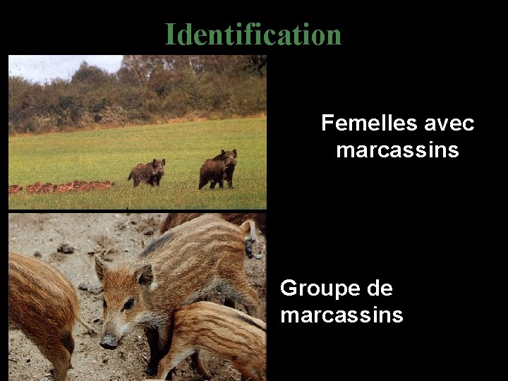 Identification Femelles avec marcassins Groupe de marcassins 