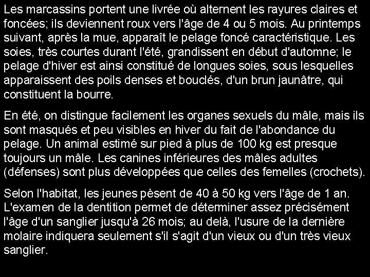 Les marcassins portent une livrée où alternent les rayures claires et foncées; ils deviennent