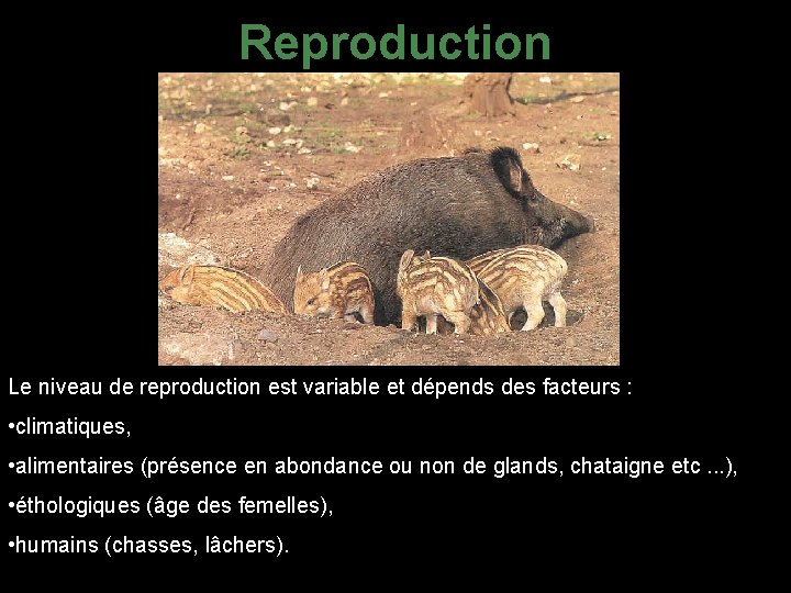 Reproduction Le niveau de reproduction est variable et dépends des facteurs : • climatiques,