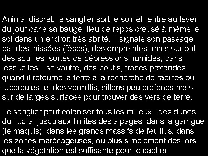 Animal discret, le sanglier sort le soir et rentre au lever du jour dans