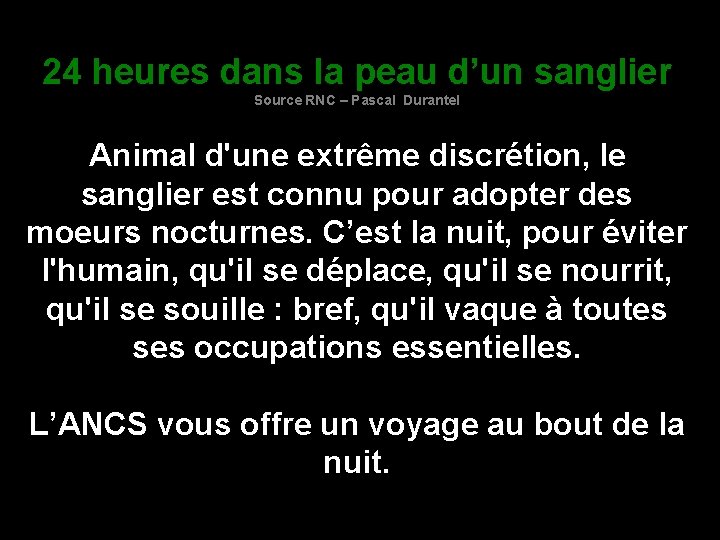 24 heures dans la peau d’un sanglier Source RNC – Pascal Durantel Animal d'une