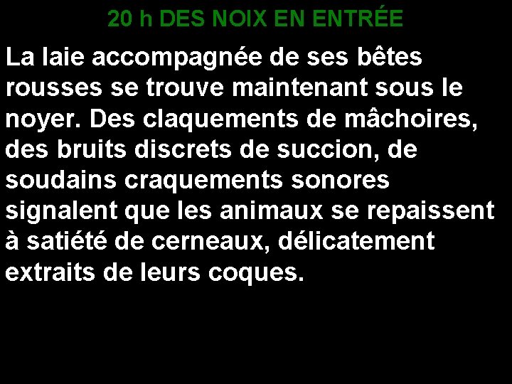 20 h DES NOIX EN ENTRÉE La laie accompagnée de ses bêtes rousses se