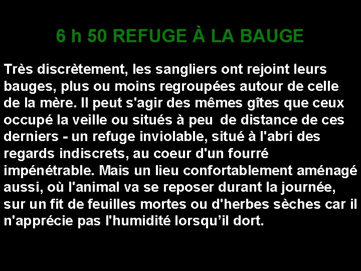 6 h 50 REFUGE À LA BAUGE Très discrètement, les sangliers ont rejoint leurs