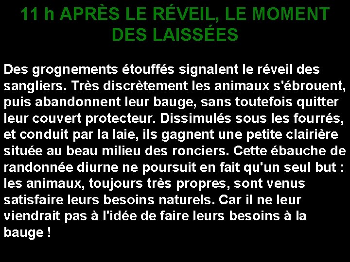 11 h APRÈS LE RÉVEIL, LE MOMENT DES LAISSÉES Des grognements étouffés signalent le