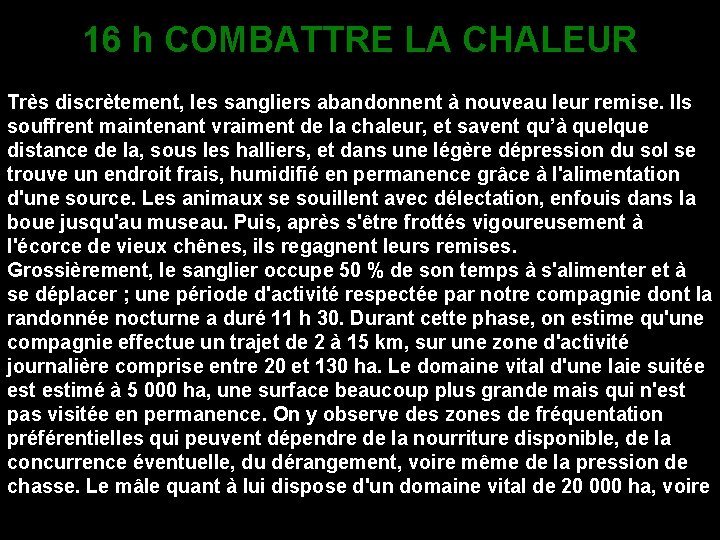 16 h COMBATTRE LA CHALEUR Très discrètement, les sangliers abandonnent à nouveau leur remise.