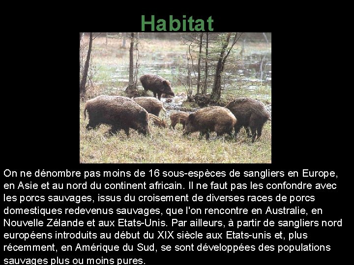 Habitat On ne dénombre pas moins de 16 sous-espèces de sangliers en Europe, en
