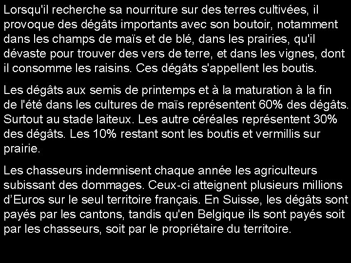 Lorsqu'il recherche sa nourriture sur des terres cultivées, il provoque des dégâts importants avec