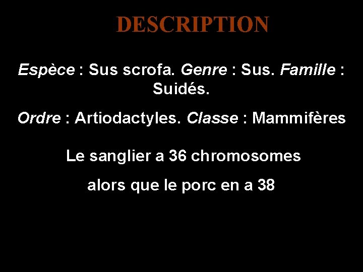 DESCRIPTION Espèce : Sus scrofa. Genre : Sus. Famille : Suidés. Ordre : Artiodactyles.