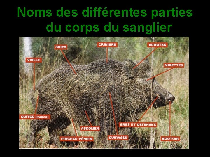 Noms des différentes parties du corps du sanglier 