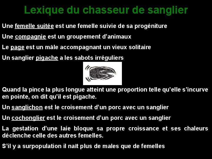 Lexique du chasseur de sanglier Une femelle suitée est une femelle suivie de sa
