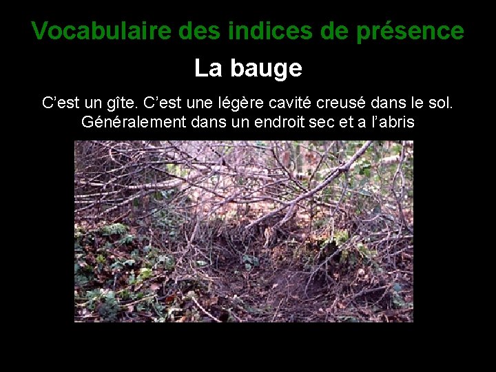 Vocabulaire des indices de présence La bauge C’est un gîte. C’est une légère cavité