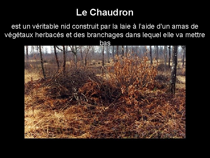 Le Chaudron est un véritable nid construit par la laie à l’aide d'un amas