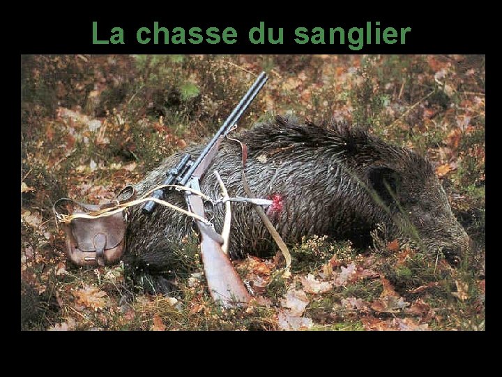 La chasse du sanglier 