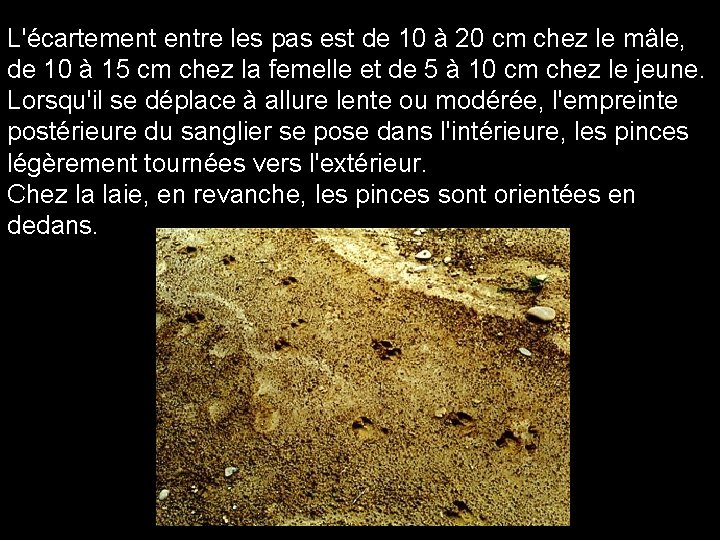 L'écartement entre les pas est de 10 à 20 cm chez le mâle, de