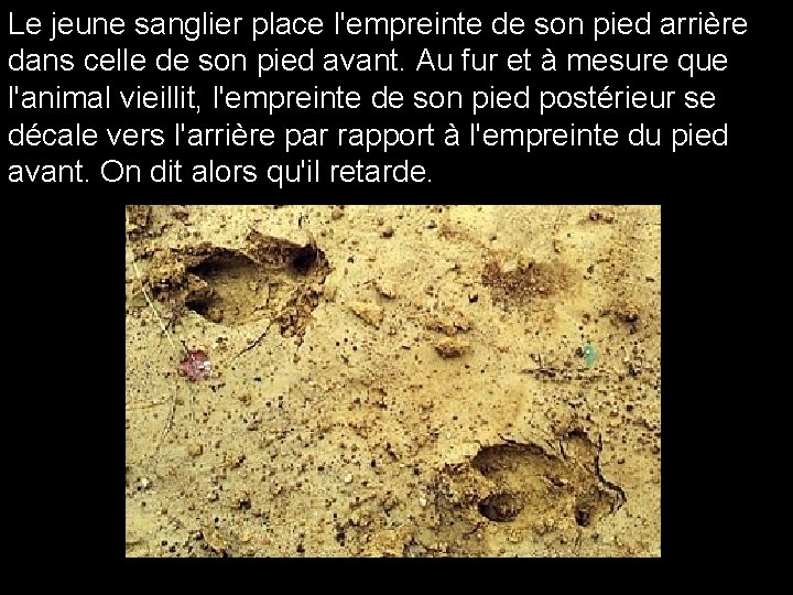 Le jeune sanglier place l'empreinte de son pied arrière dans celle de son pied