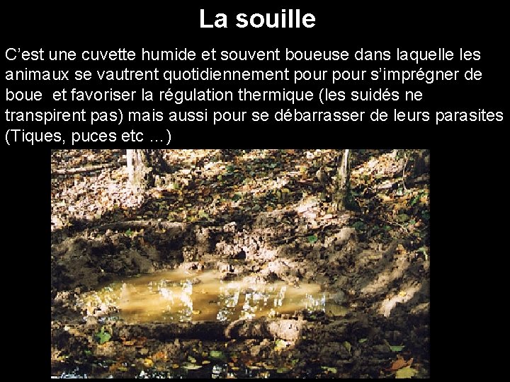  La souille C’est une cuvette humide et souvent boueuse dans laquelle les animaux