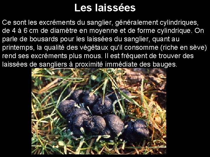 Les laissées Ce sont les excréments du sanglier, généralement cylindriques, de 4 à 6