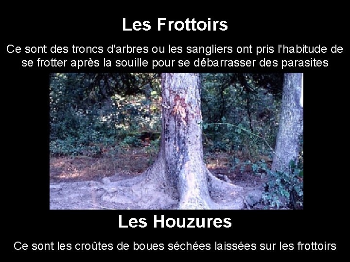 Les Frottoirs Ce sont des troncs d'arbres ou les sangliers ont pris l'habitude de