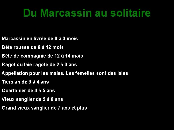 Du Marcassin au solitaire Marcassin en livrée de 0 à 3 mois Bête rousse