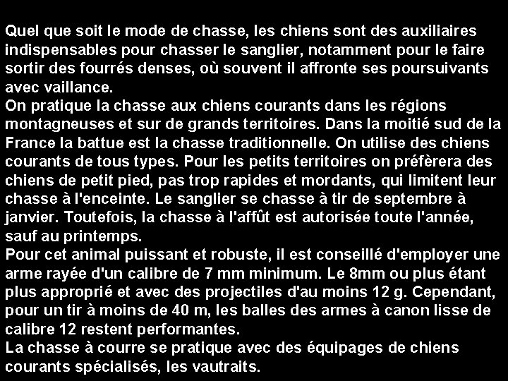 Quel que soit le mode de chasse, les chiens sont des auxiliaires indispensables pour