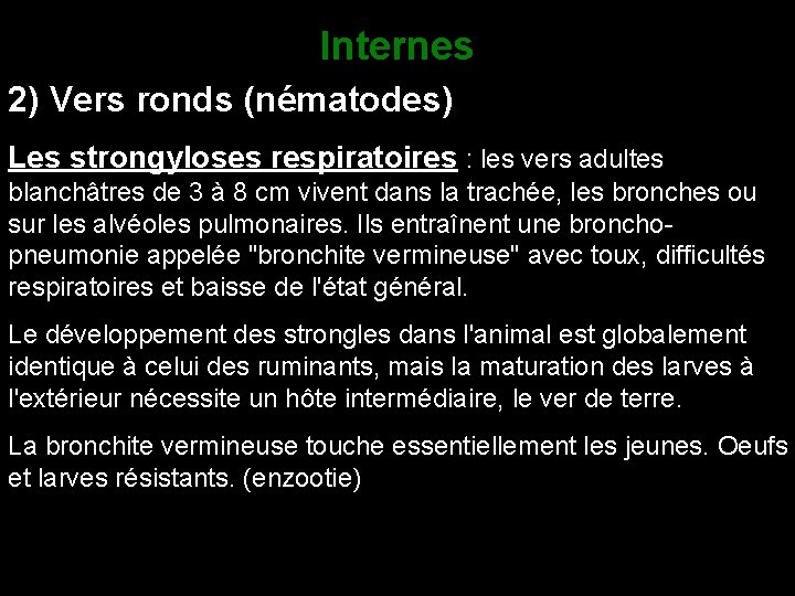 Internes 2) Vers ronds (nématodes) Les strongyloses respiratoires : les vers adultes blanchâtres de