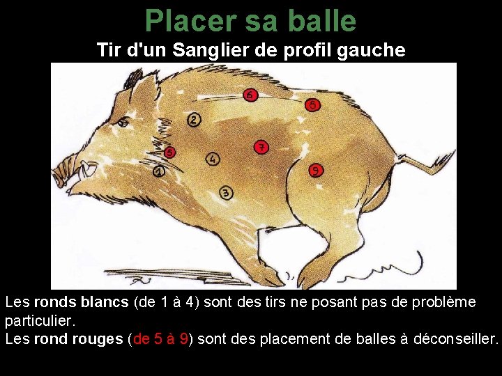 Placer sa balle Tir d'un Sanglier de profil gauche Les ronds blancs (de 1