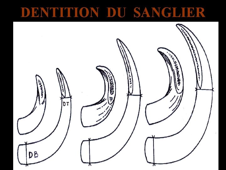 DENTITION DU SANGLIER 