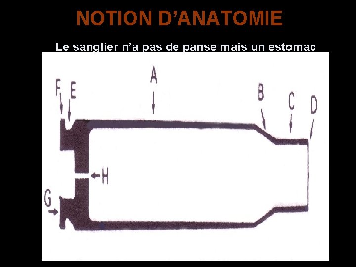 NOTION D’ANATOMIE Le sanglier n’a pas de panse mais un estomac 
