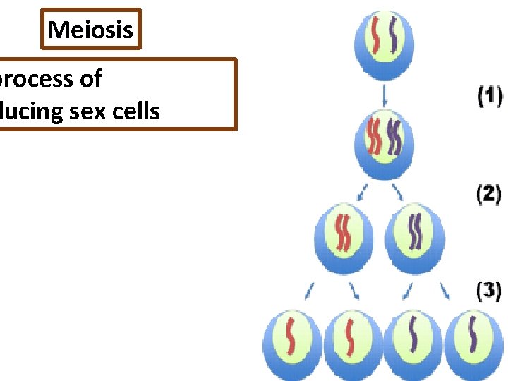Meiosis process of ducing sex cells 