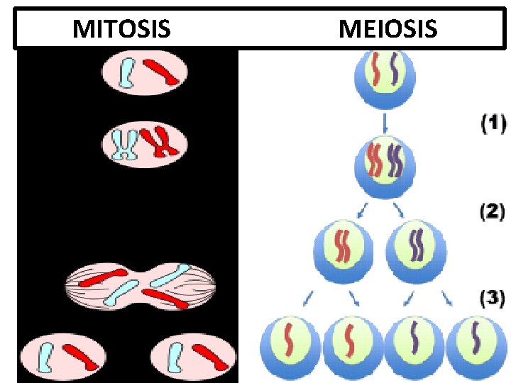 MITOSIS MEIOSIS 