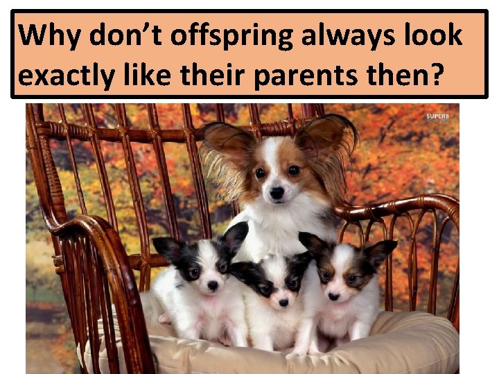 Why don’t offspring always look exactly like their parents then? 