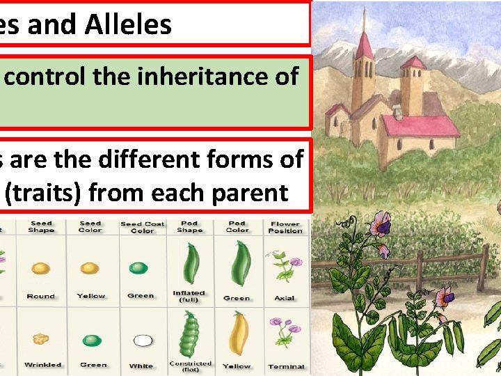 es and Alleles control the inheritance of s are the different forms of (traits)