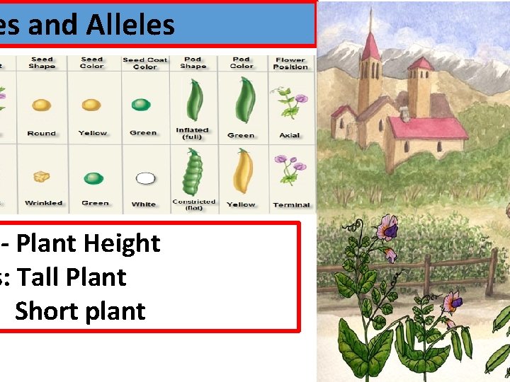 es and Alleles - Plant Height s: Tall Plant Short plant 