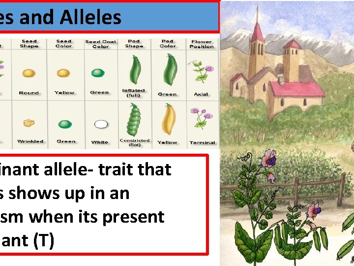 es and Alleles inant allele- trait that s shows up in an ism when
