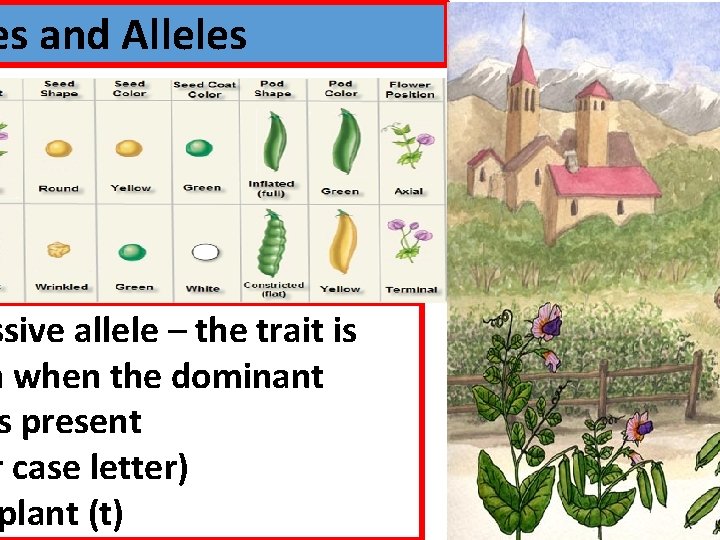 es and Alleles ssive allele – the trait is n when the dominant s