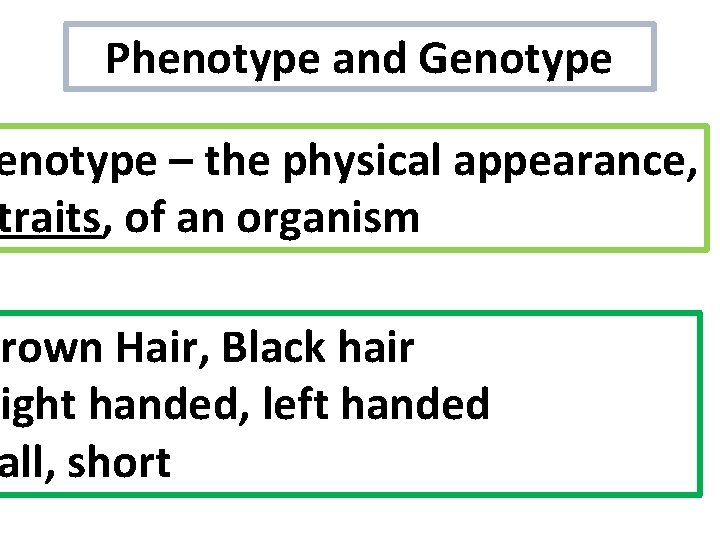 Phenotype and Genotype – the physical appearance, traits, of an organism rown Hair, Black