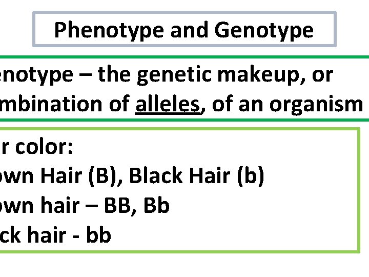 Phenotype and Genotype – the genetic makeup, or mbination of alleles, of an organism