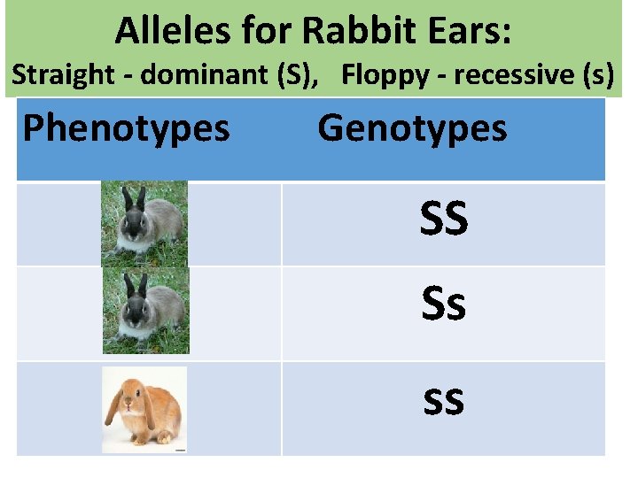 Alleles for Rabbit Ears: Straight - dominant (S), Floppy - recessive (s) Phenotypes Genotypes