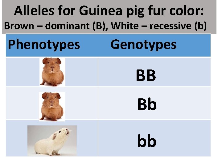 Alleles for Guinea pig fur color: Brown – dominant (B), White – recessive (b)