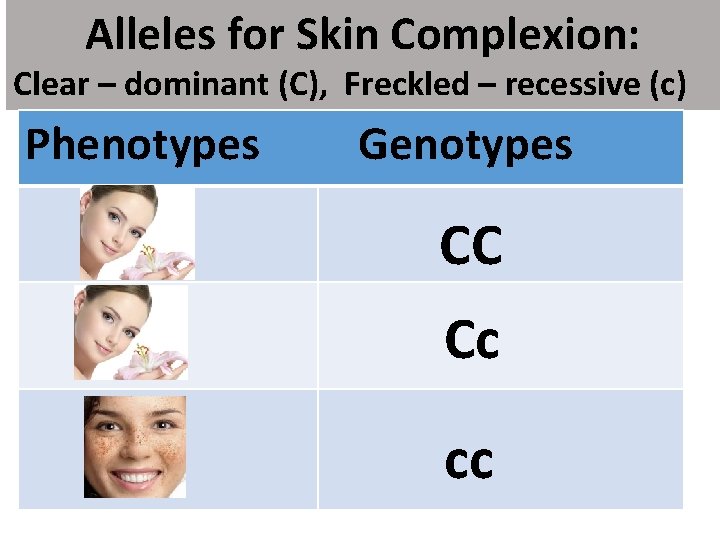 Alleles for Skin Complexion: Clear – dominant (C), Freckled – recessive (c) Phenotypes Genotypes